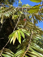 Xylopia