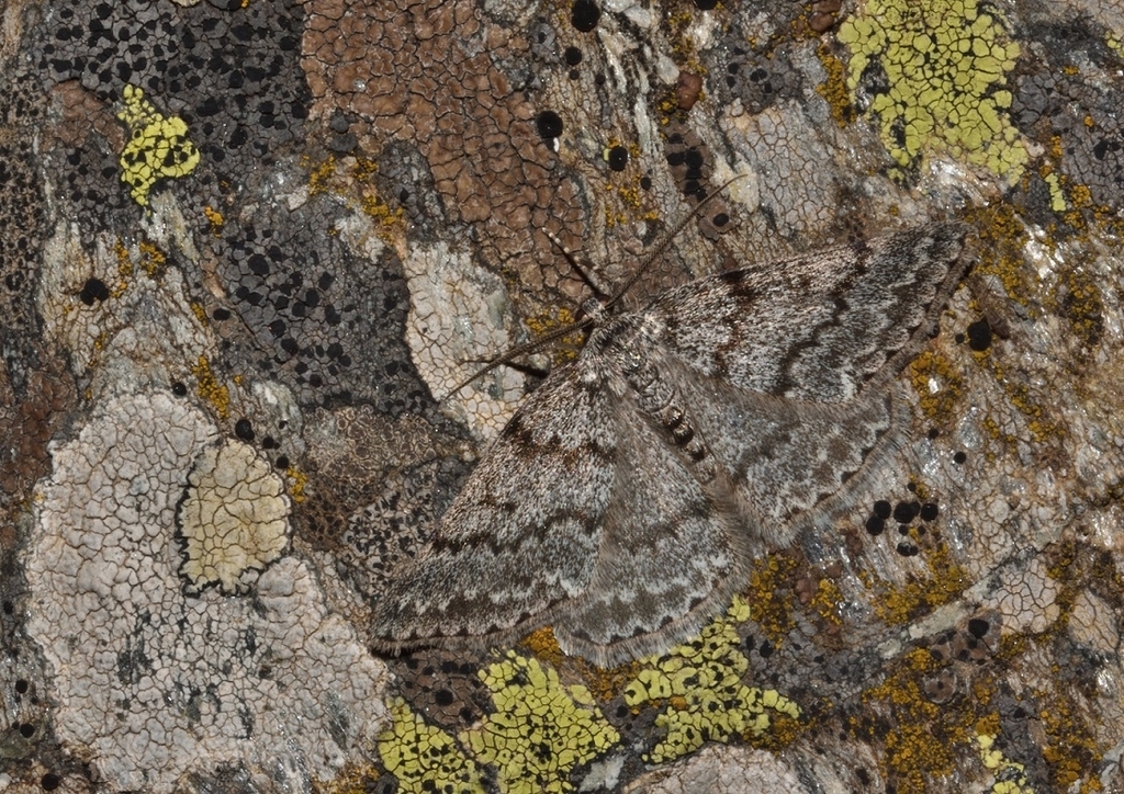 Pseudoterpna corsicaria