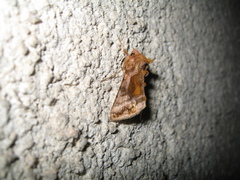 Autographa jota