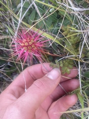 Acaena anserinifolia