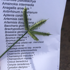 Cynodonteae
