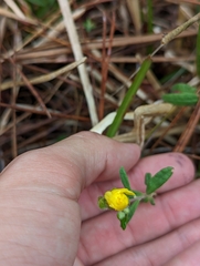 Crocanthemum corymbosum