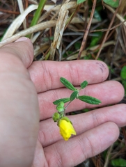 Crocanthemum corymbosum