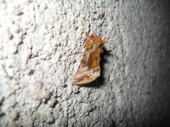 Autographa jota
