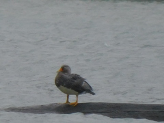 Tachyeres patachonicus