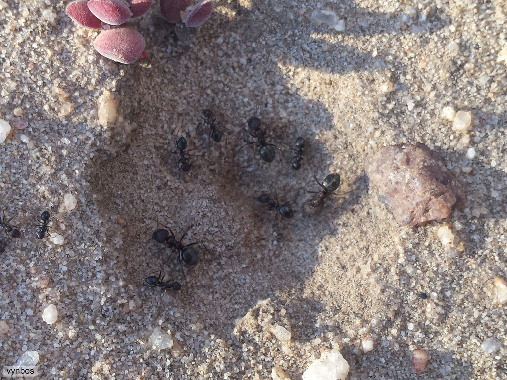Small pugnacious ant