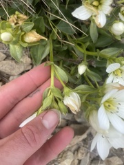 Gentianella bellidifolia