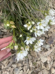 Gentianella bellidifolia