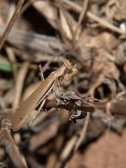 Ligaria