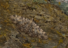 Eupithecia poecilata