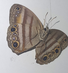Cissia myncea