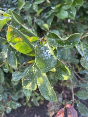 Heteromeles arbutifolia