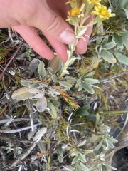 Brachyglottis revoluta