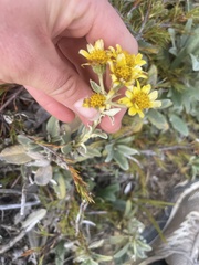 Brachyglottis revoluta