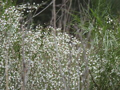 Retama monosperma