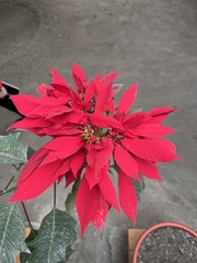 Euphorbia pulcherrima