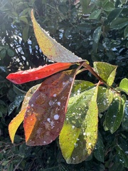 Heteromeles arbutifolia