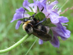 Psithyrus
