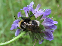 Psithyrus