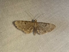 Eupithecia miserulata