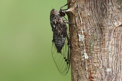 Amphipsalta cingulata