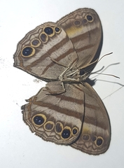 Cissia myncea