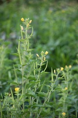 Cleome viscosa