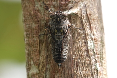 Amphipsalta cingulata