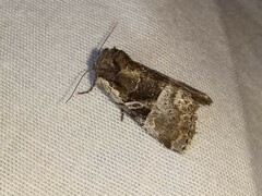 Meropleon diversicolor