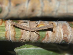 Galepsus