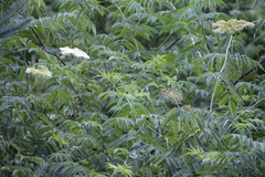 Sambucus cerulea