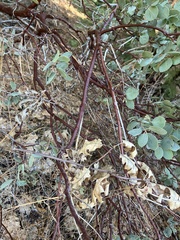 Arctostaphylos viscida