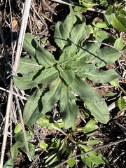 Plectocephalus americanus