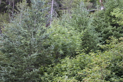 Sambucus cerulea