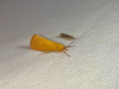 Virbia aurantiaca