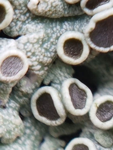 Plikoji žiauberė nuotrauka