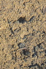 Leconectes striatellus