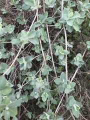 Lonicera arborea
