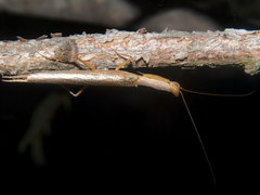 Galepsus
