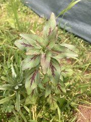 Clarkia