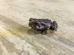 Rhinella