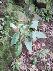 Pericallis appendiculata