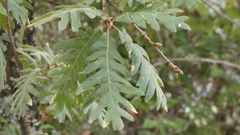 Quercus pyrenaica