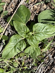 Helianthus annuus