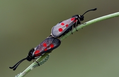 Zygaena corsica