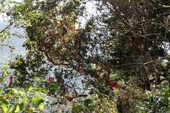 Arbutus