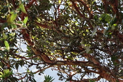 Arbutus