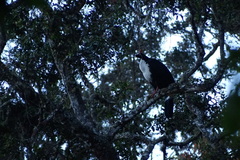 Oreophasis derbianus