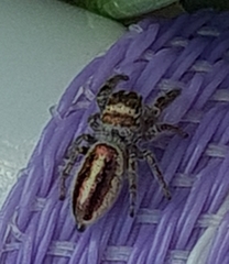 Dendryphantes
