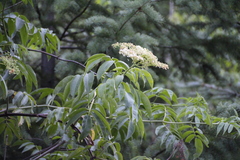 Sambucus cerulea